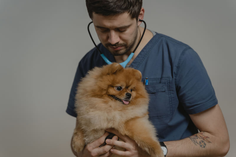 A veterinary technician in scrubs holding a small fluffy dog.